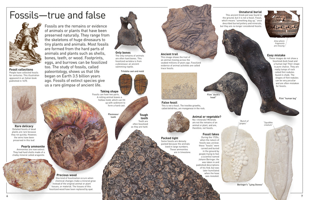 DK Eyewitness Books: Fossil