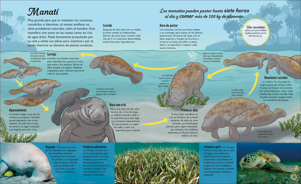 La vida del agua (Water Cycles)-Spread, Image, (PRHC, Design, Do, Not, Use)-74