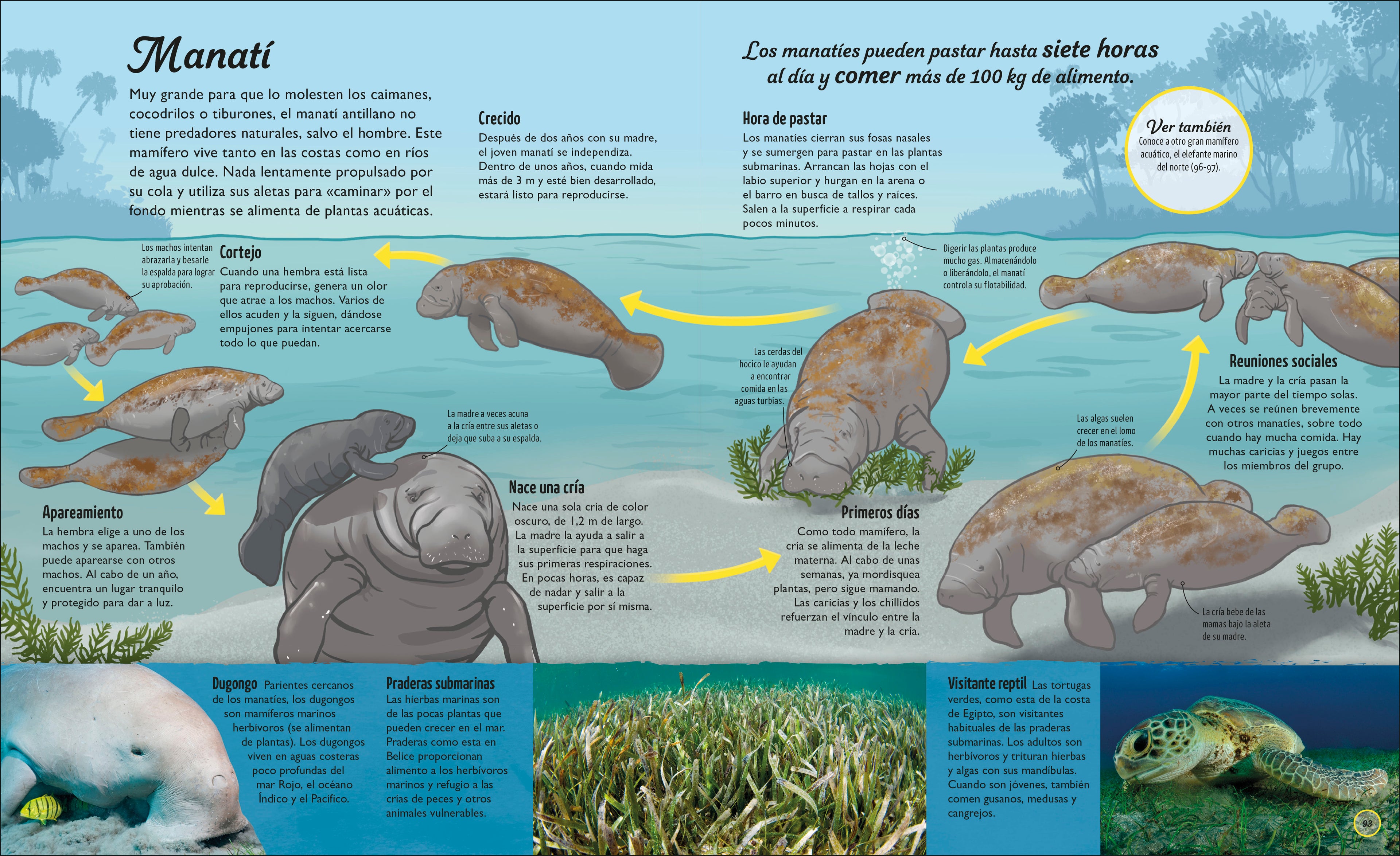 La vida del agua (Water Cycles)-Spread, Image, (PRHC, Design, Do, Not, Use)-74