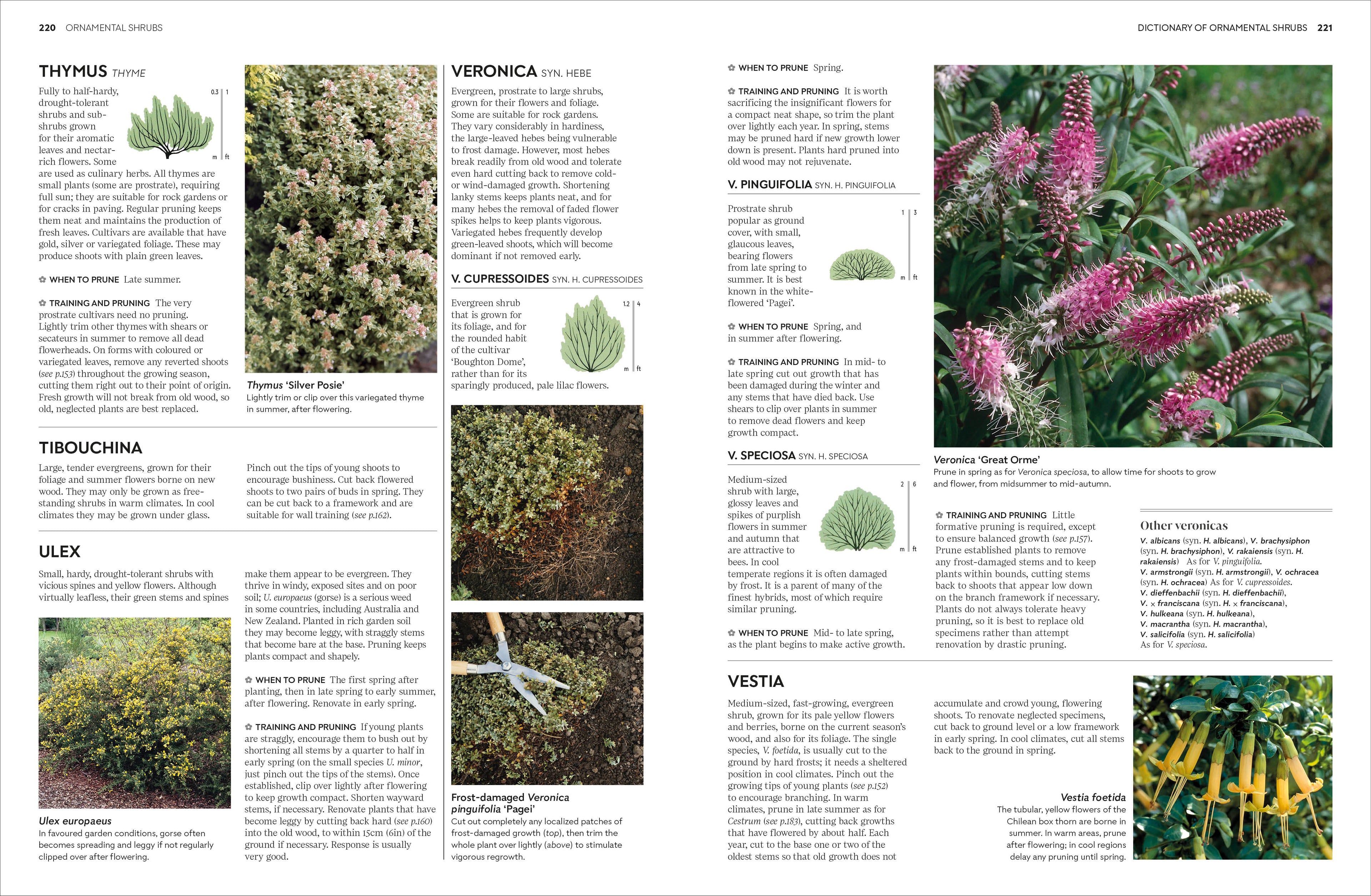 RHS Pruning and Training-Spread, Image, (PRHC, Design, Do, Not, Use)-5