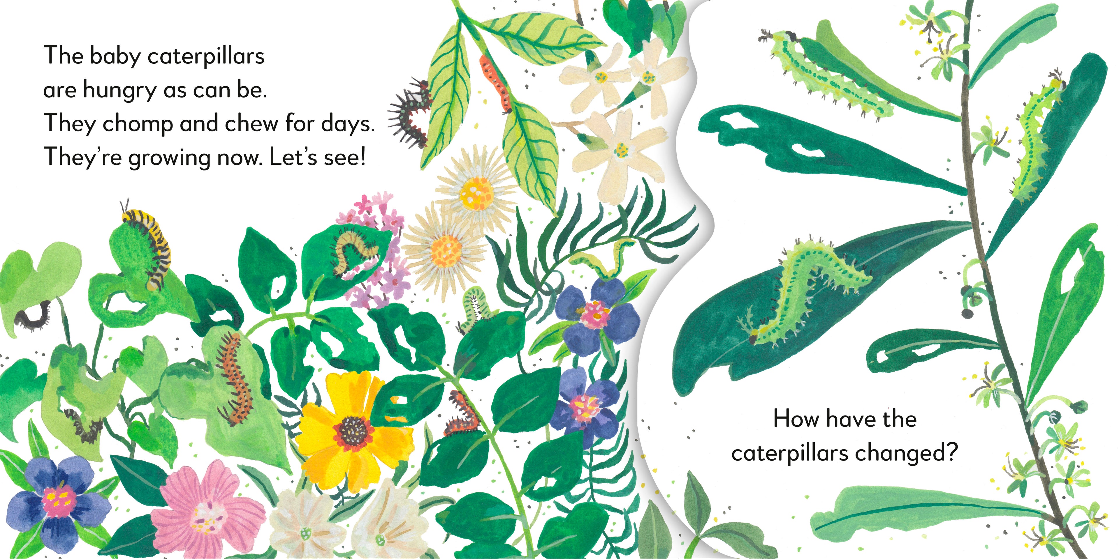 Pop-Up Peekaboo! Butterfly-spread image