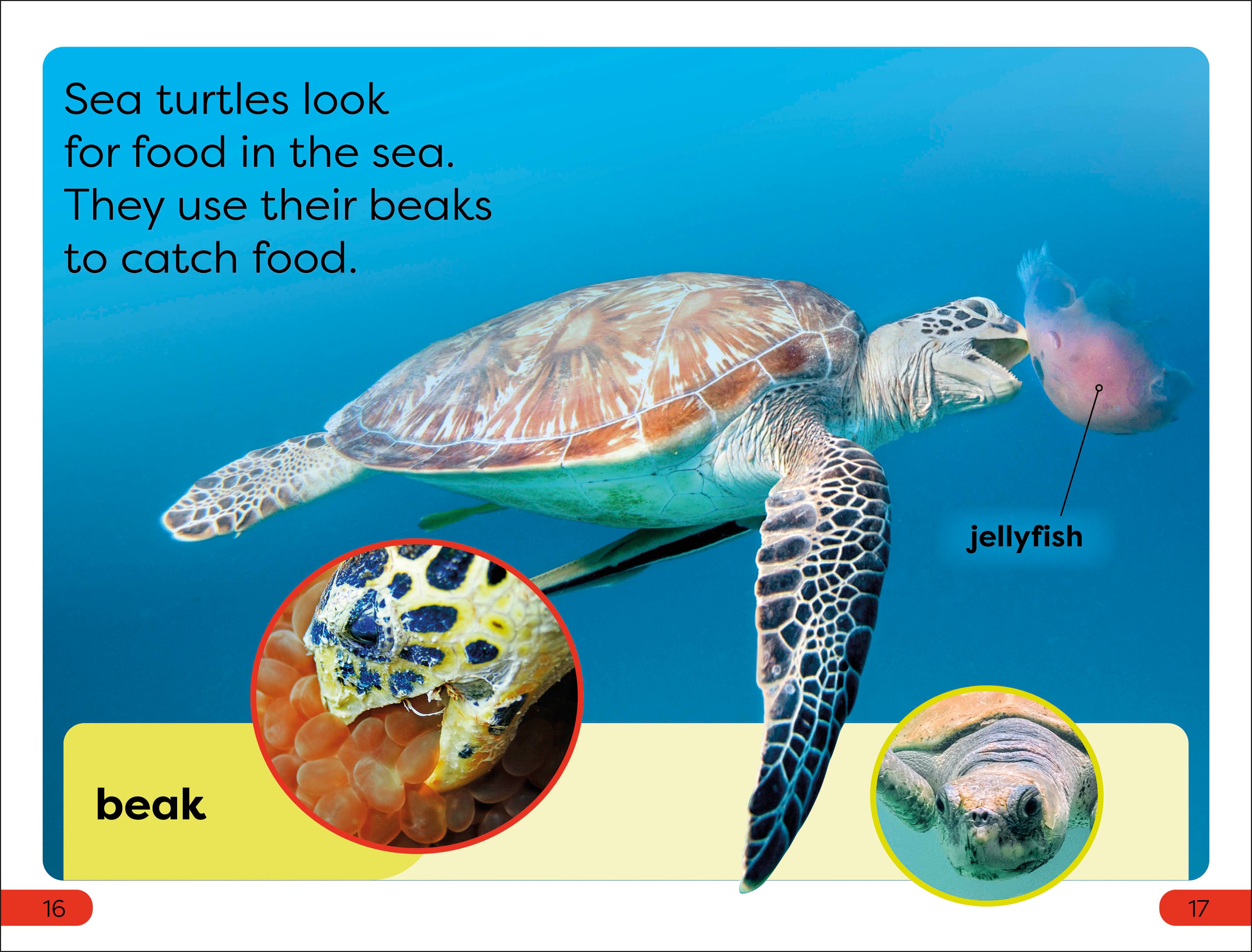 DK Super Readers Pre-Level Save the Sea Turtles