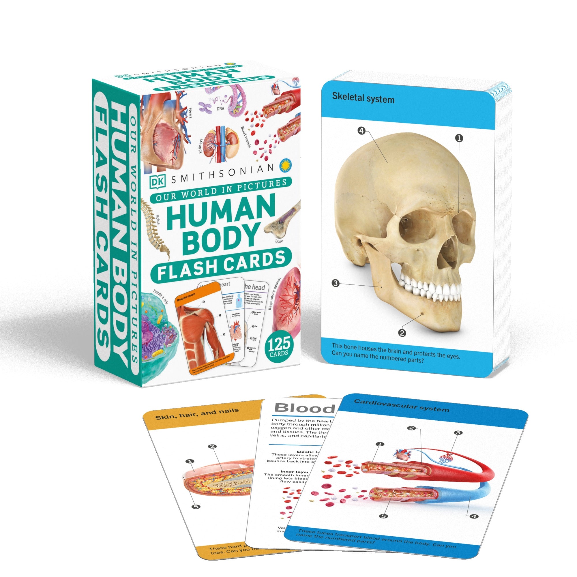 Our World in Pictures Human Body Flash Cards – DK
