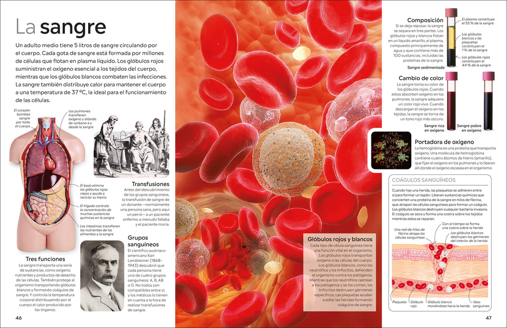 Eyewitness: Cuerpo humano (Human Body)-Spread, Image, (PRHC, Design, Do, Not, Use)-5