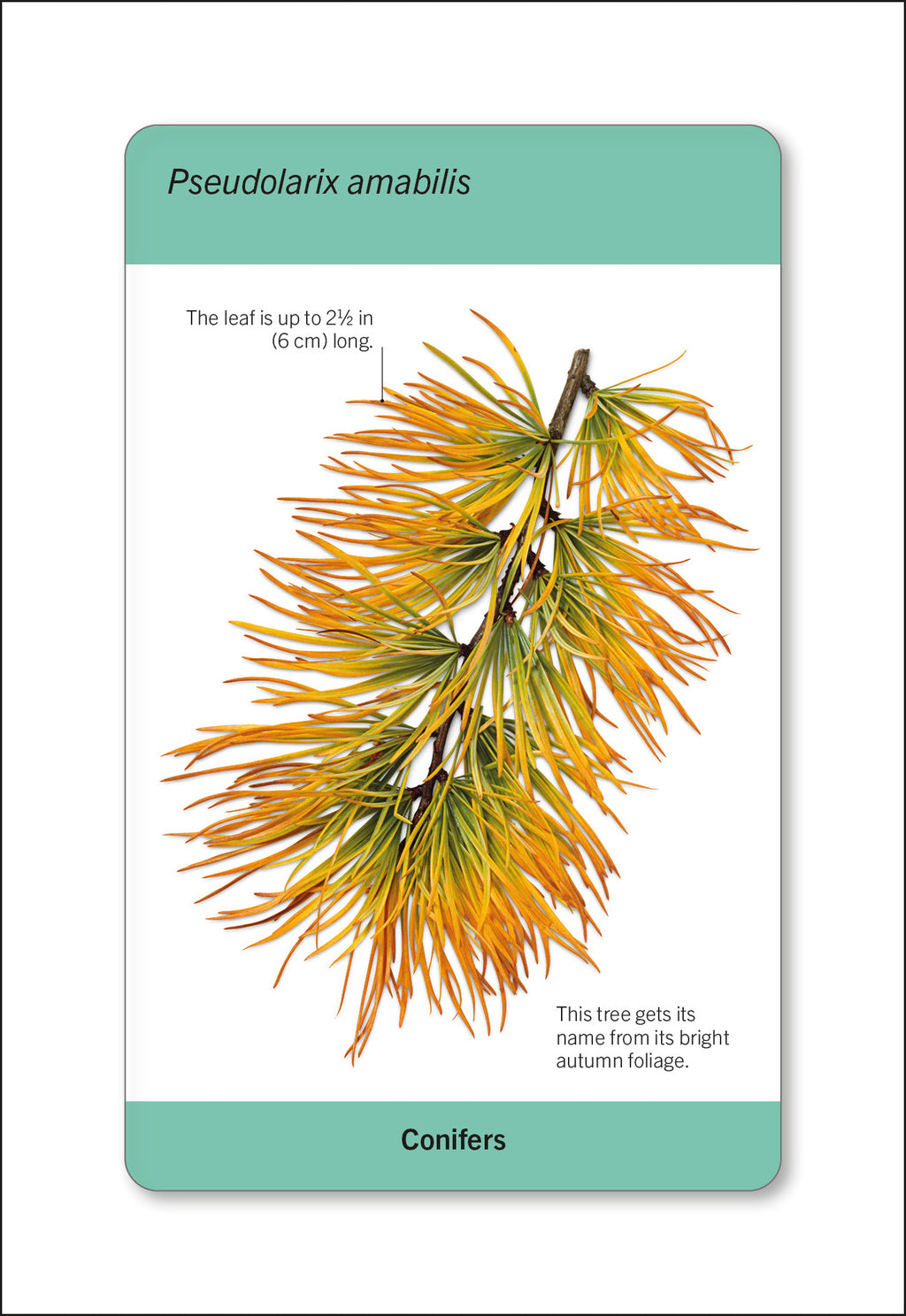 Our World in Pictures Trees of the World Flash Cards-Spread, Image, (PRHC, Design, Do, Not, Use)-3