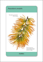 Our World in Pictures Trees of the World Flash Cards-Spread, Image, (PRHC, Design, Do, Not, Use)-3