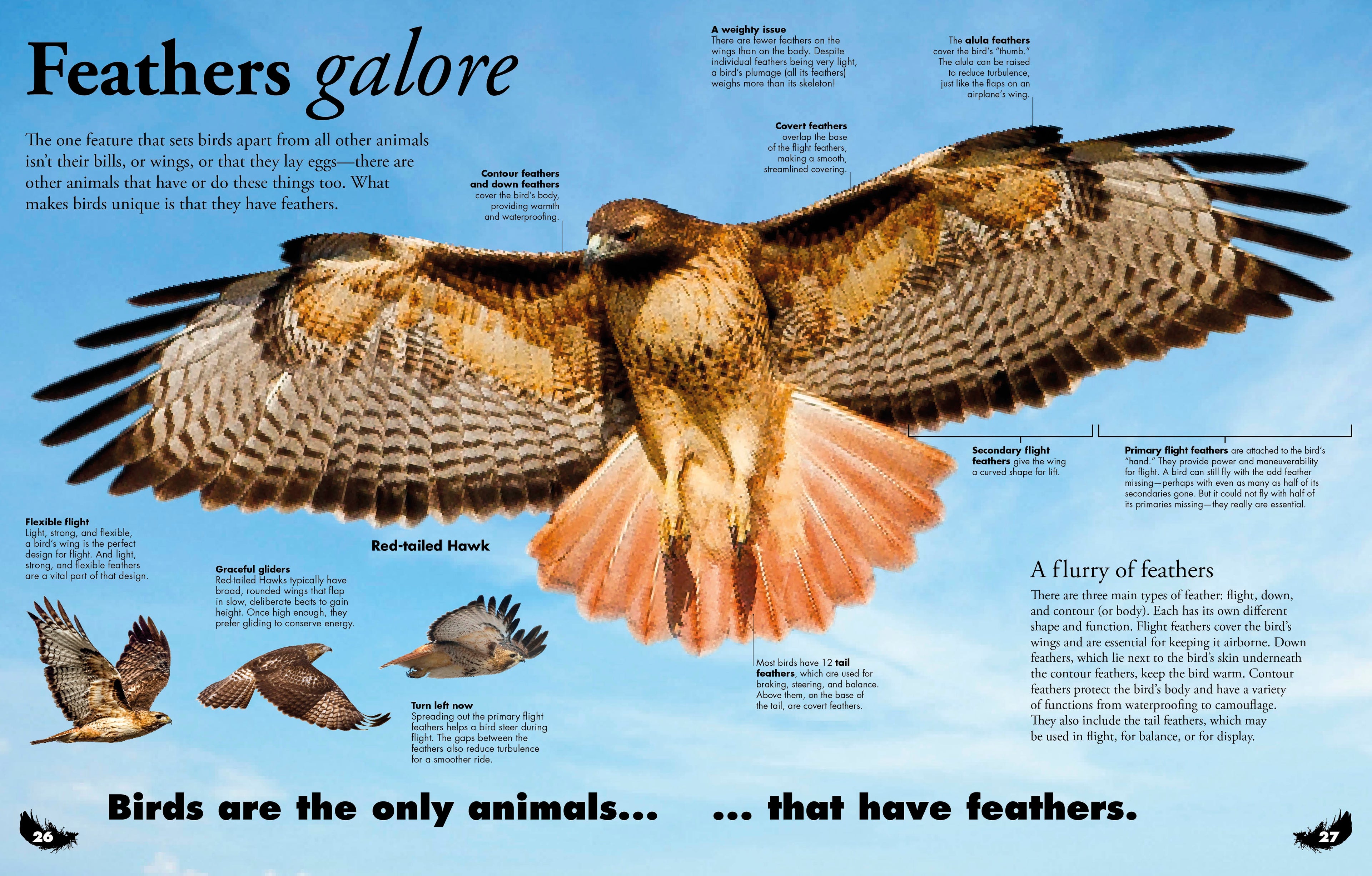 Everything You Need to Know About Birds