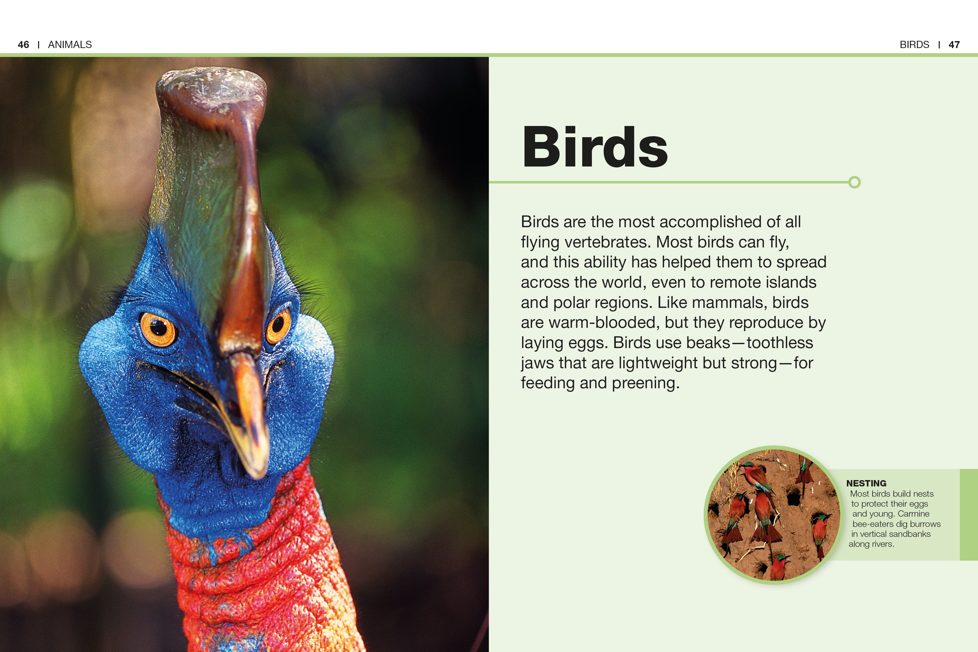 Pocket Genius: Animals