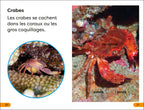 DK Super Readers Level 1 French Translation Explore the Coral Reef – Explore le Récif corallien