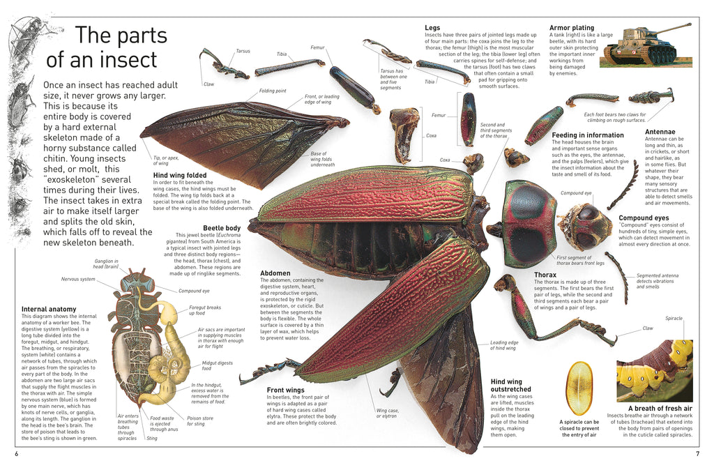 DK Eyewitness Books: Insect