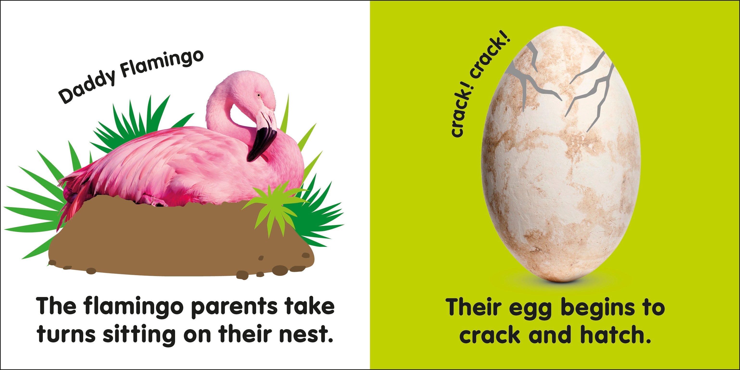 Baby Touch and Feel Flamingo