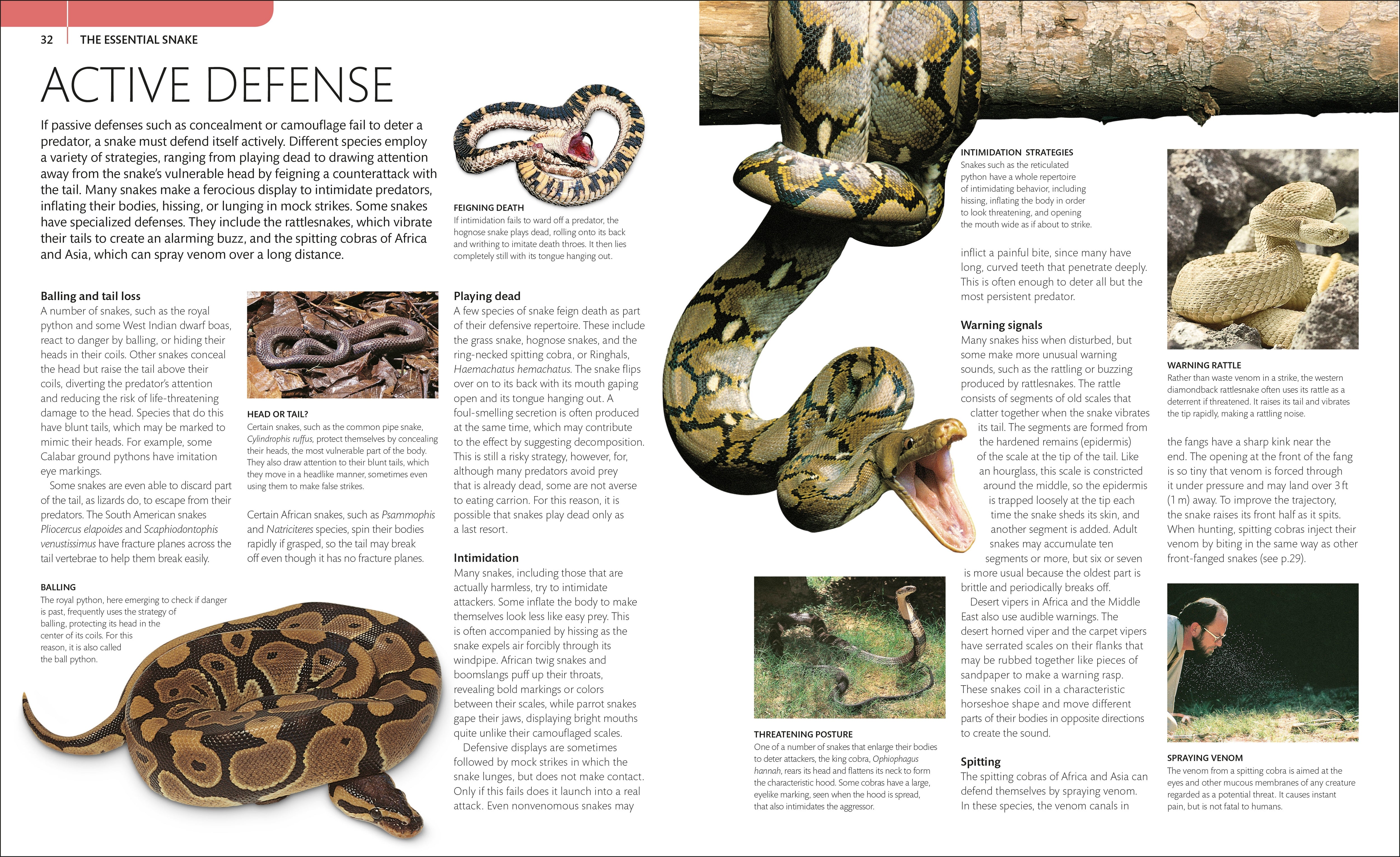 Snake – DK