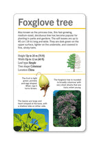 Our World in Pictures Trees of the World Flash Cards-spread image