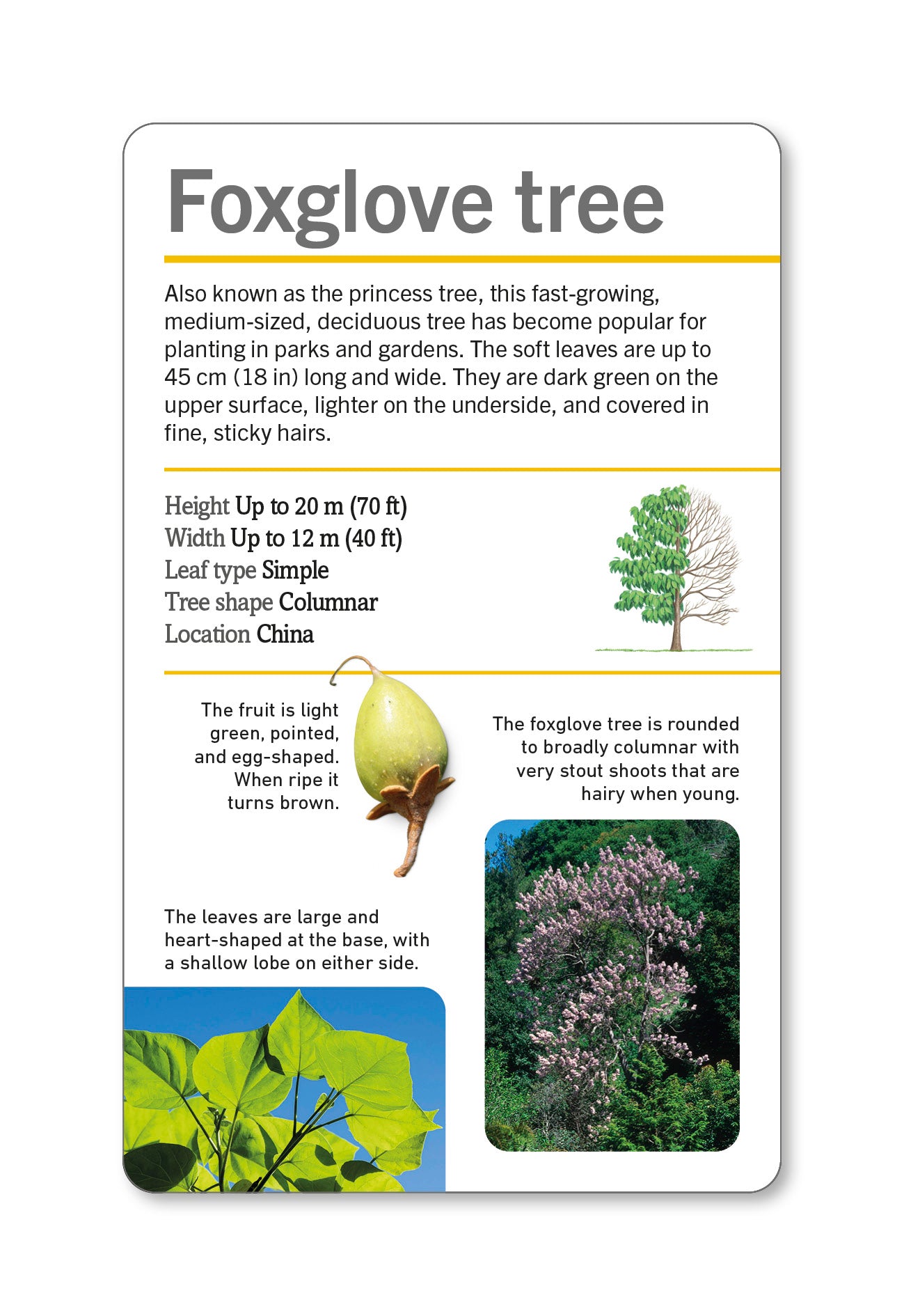 Our World in Pictures Trees of the World Flash Cards-spread image