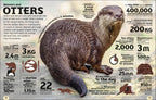 Our World in Numbers Animals