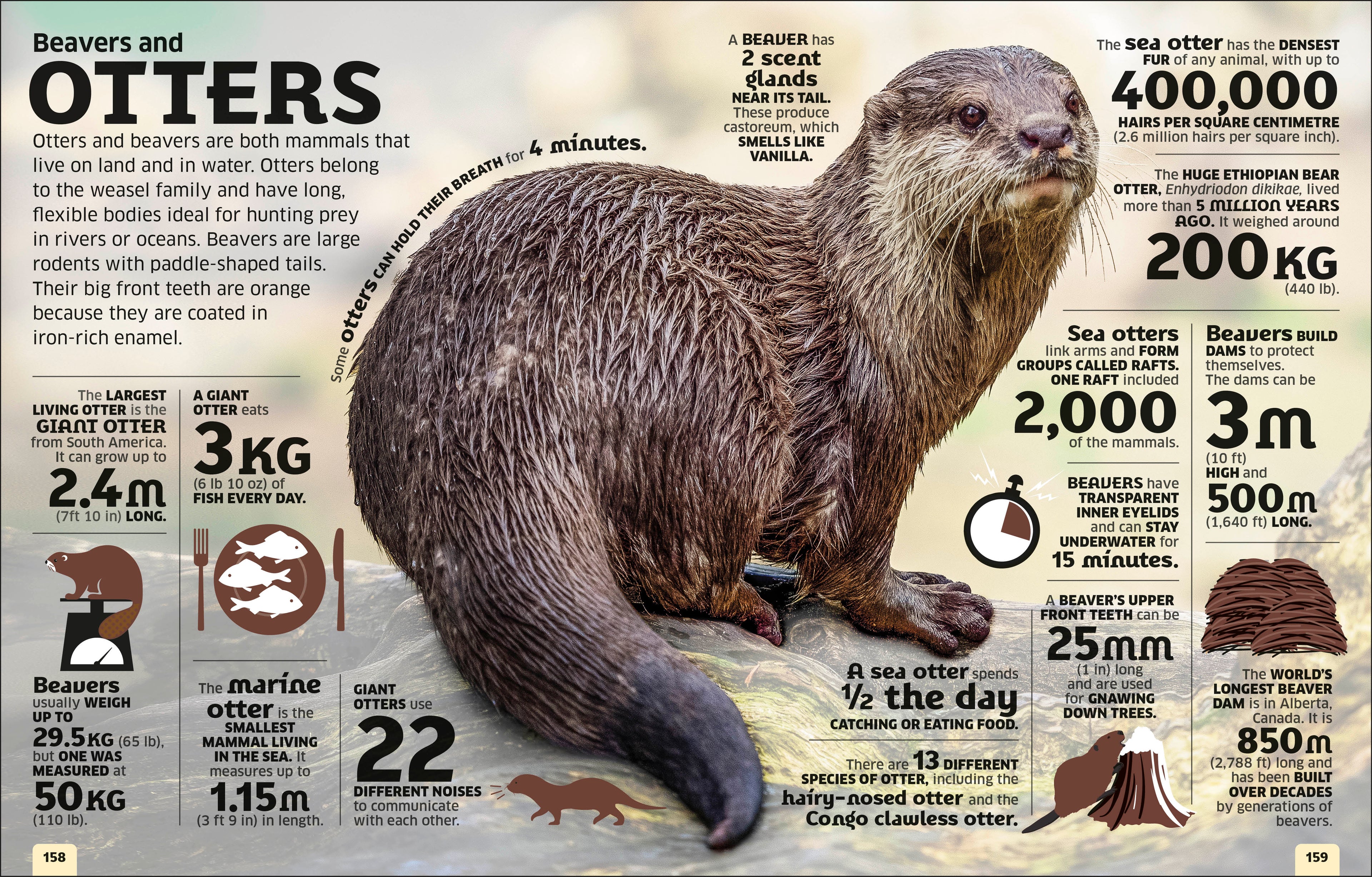 Our World in Numbers Animals