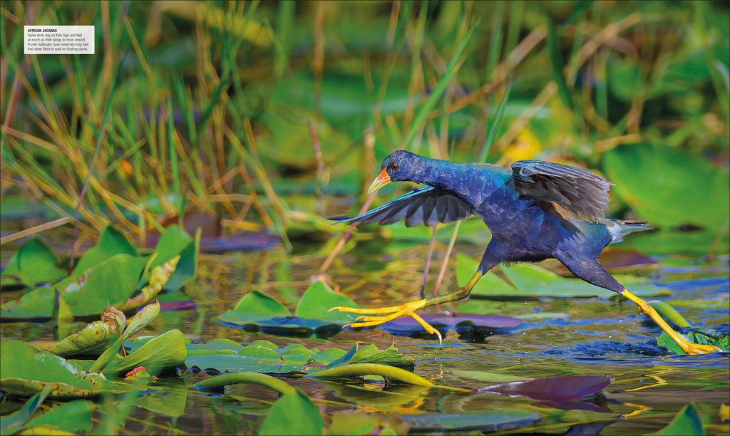 Bird-Spread, Image, (PRHC, Design, Do, Not, Use)-1