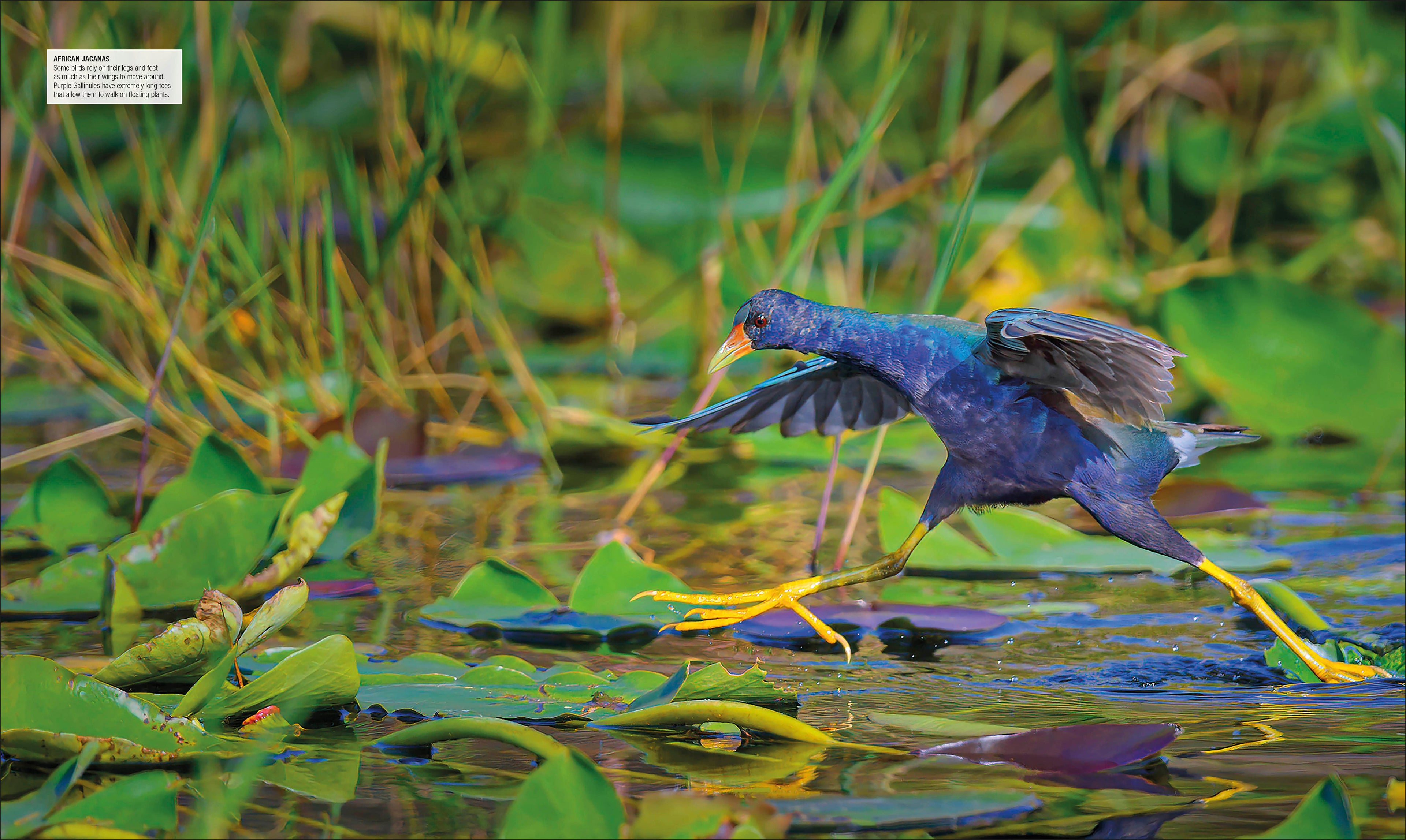 Bird-Spread, Image, (PRHC, Design, Do, Not, Use)-1