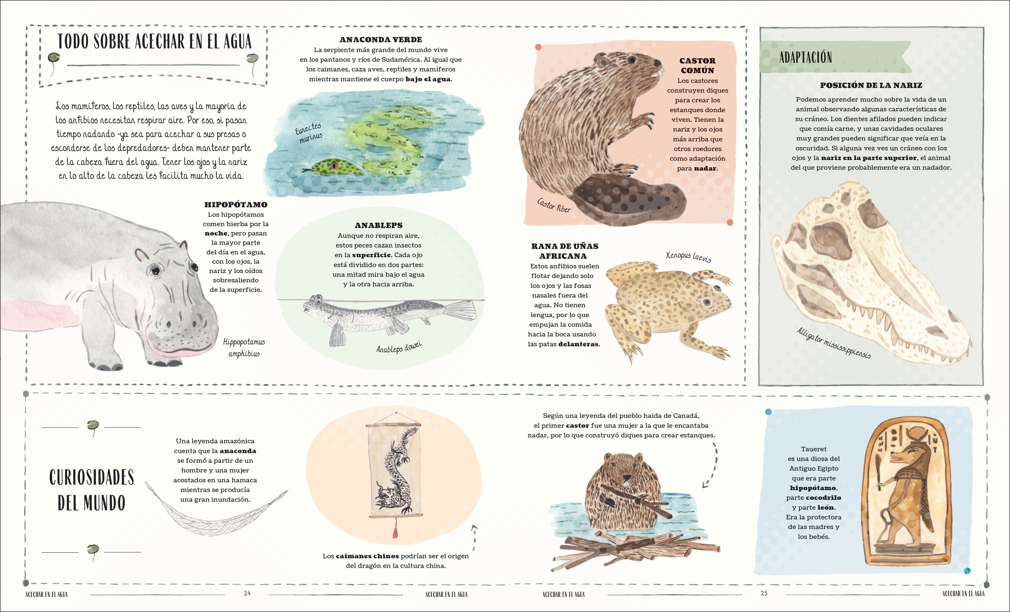 Fauna (Wild)-Spread, Image, (PRHC, Design, Do, Not, Use)-4