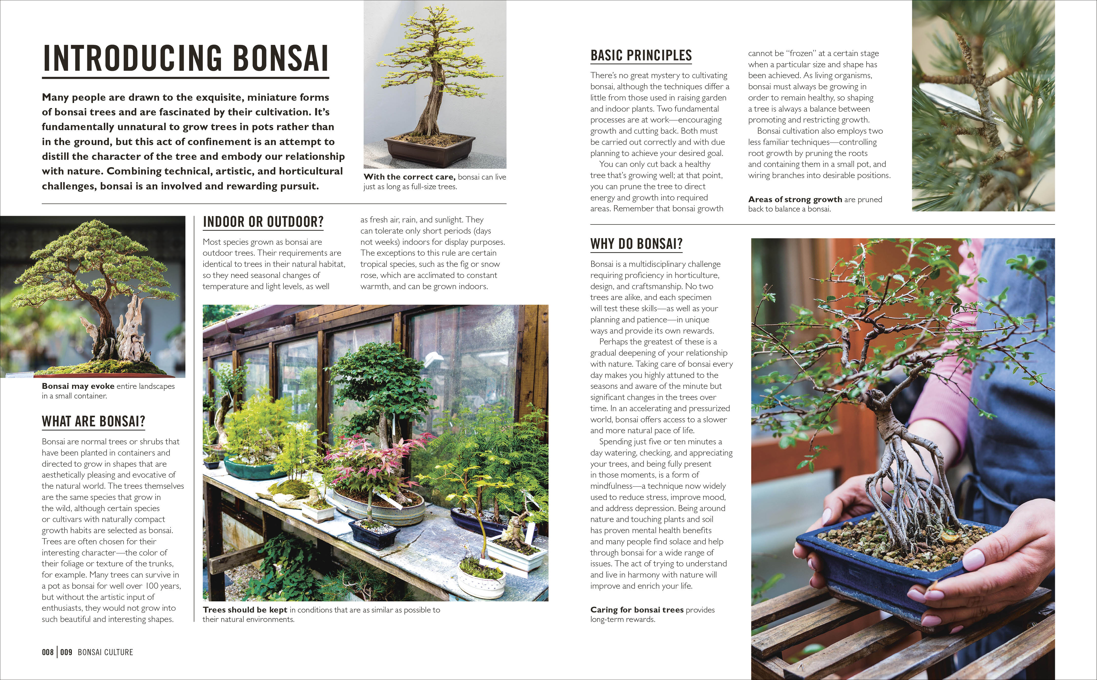 Grow Bonsai – DK