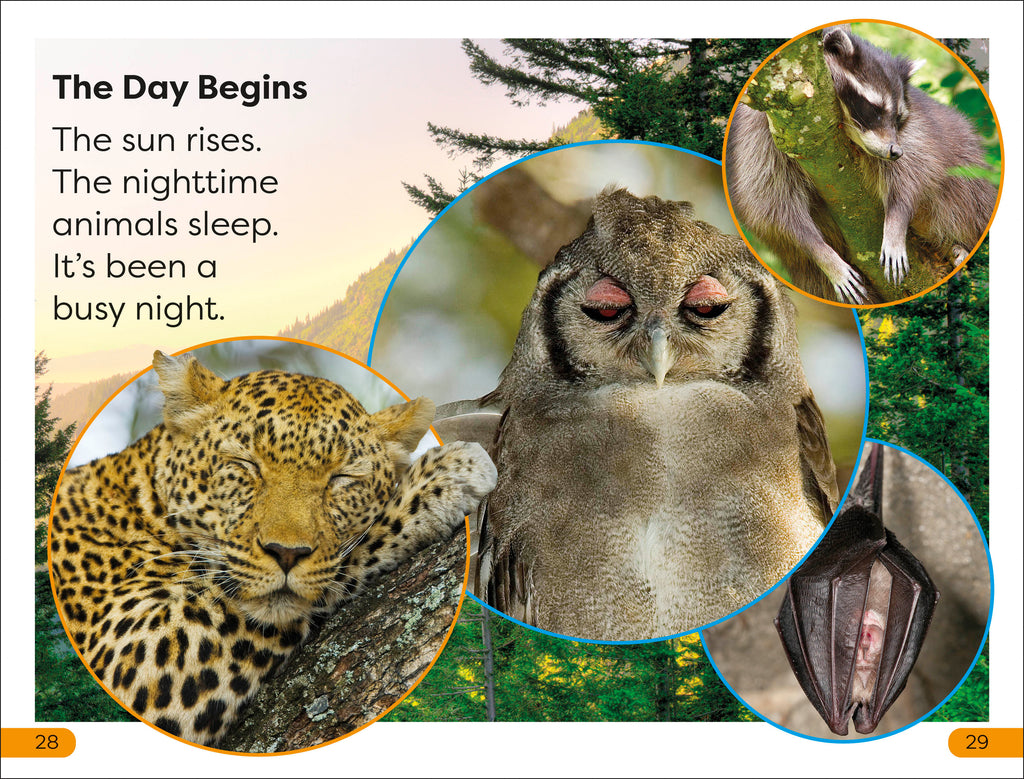 DK Super Readers Level 1 Night-time Animals