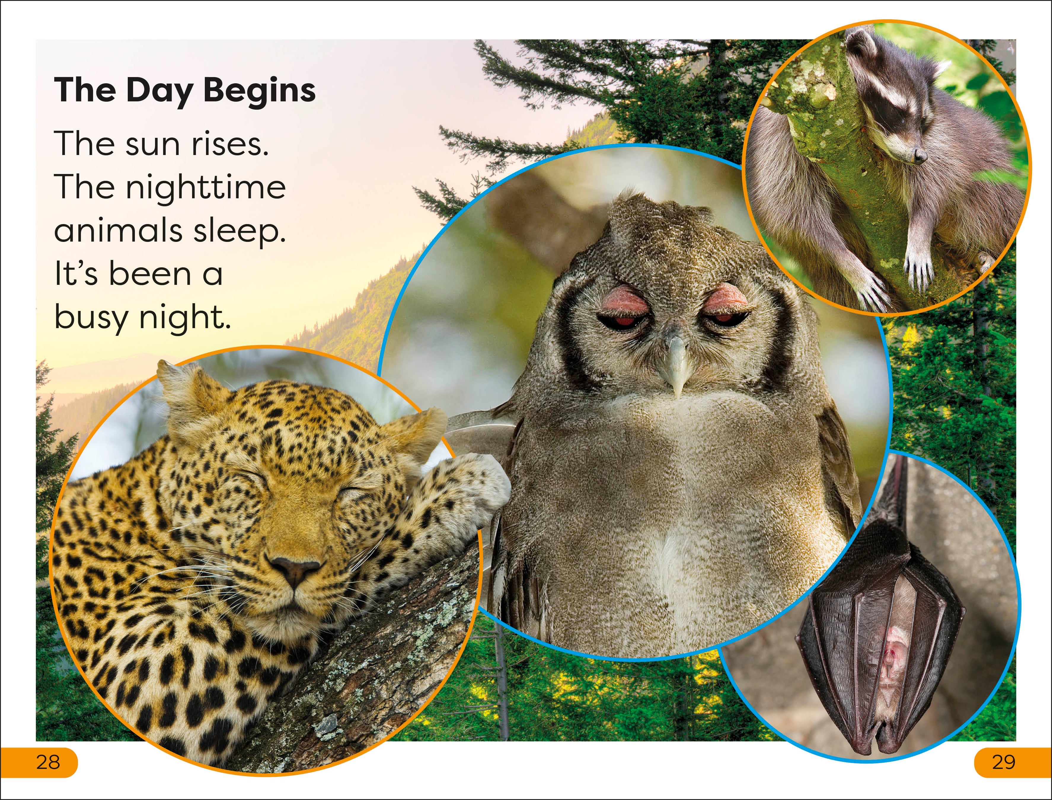 DK Super Readers Level 1 Night-time Animals