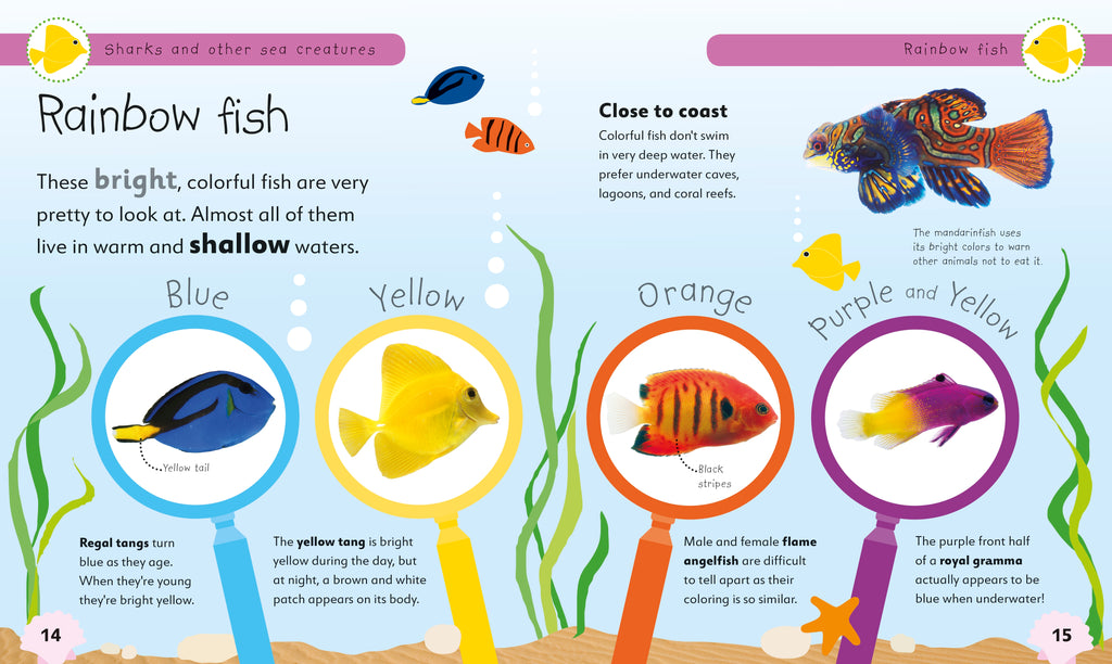 Sharks and Other Sea Creatures