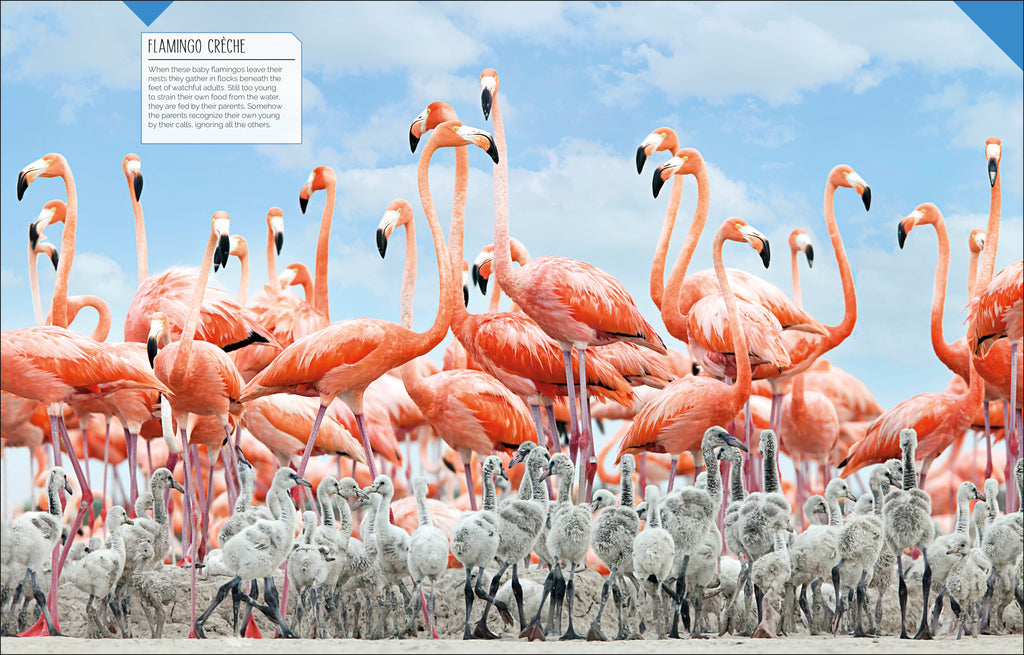 Born to be Wild-Spread, Image, (PRHC, Design, Do, Not, Use)-12