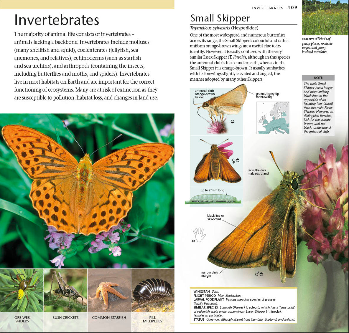 Pocket Nature Wildlife of Britain and Ireland