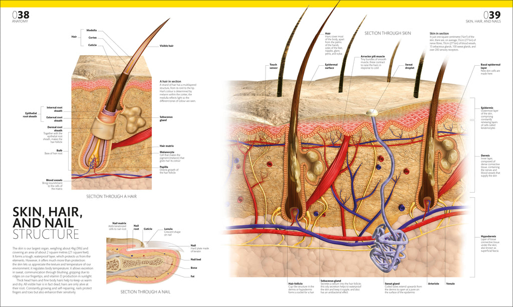 The Complete Human Body