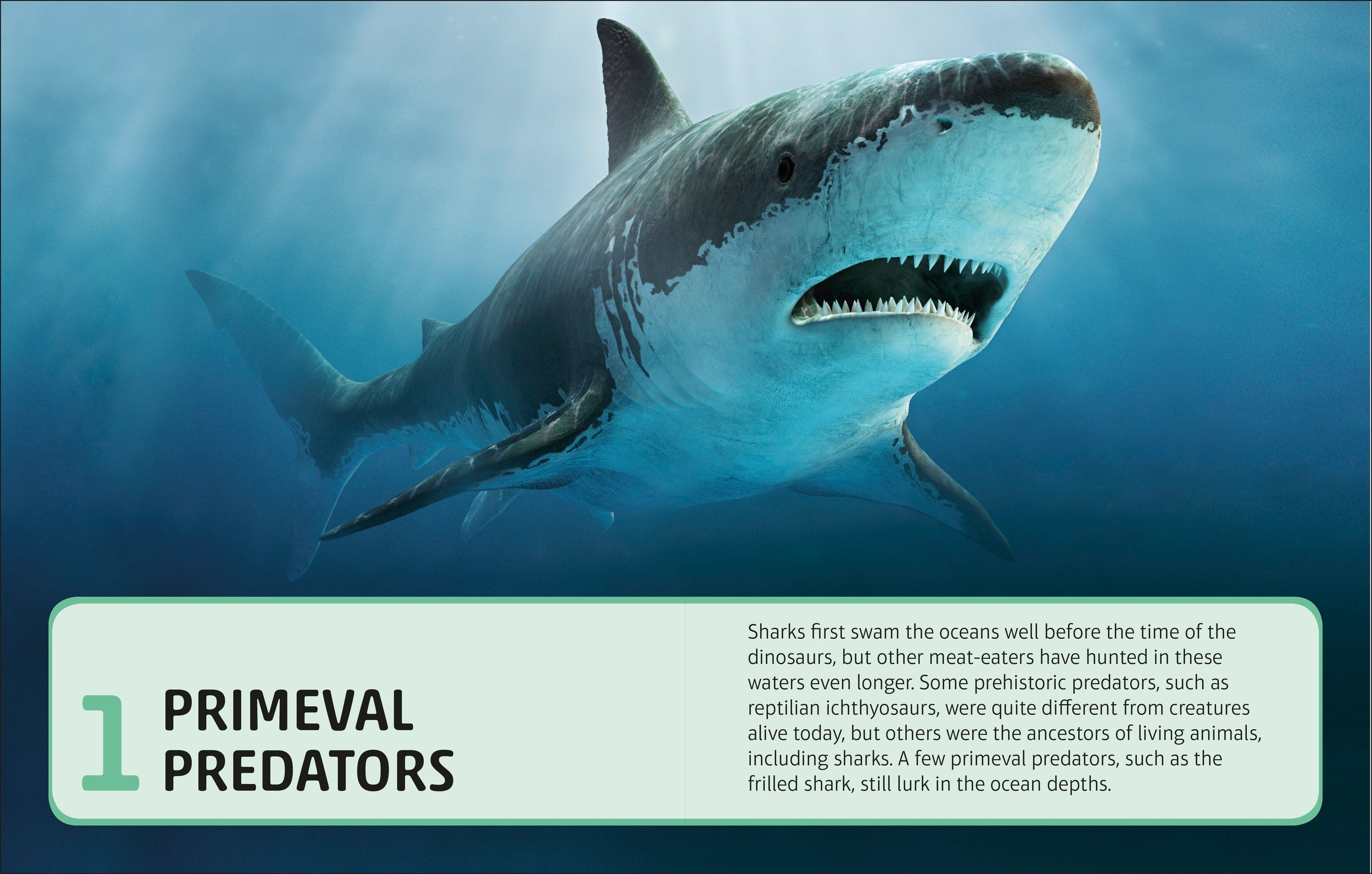 Sharks and Other Deadly Ocean Creatures Visual Encyclopedia