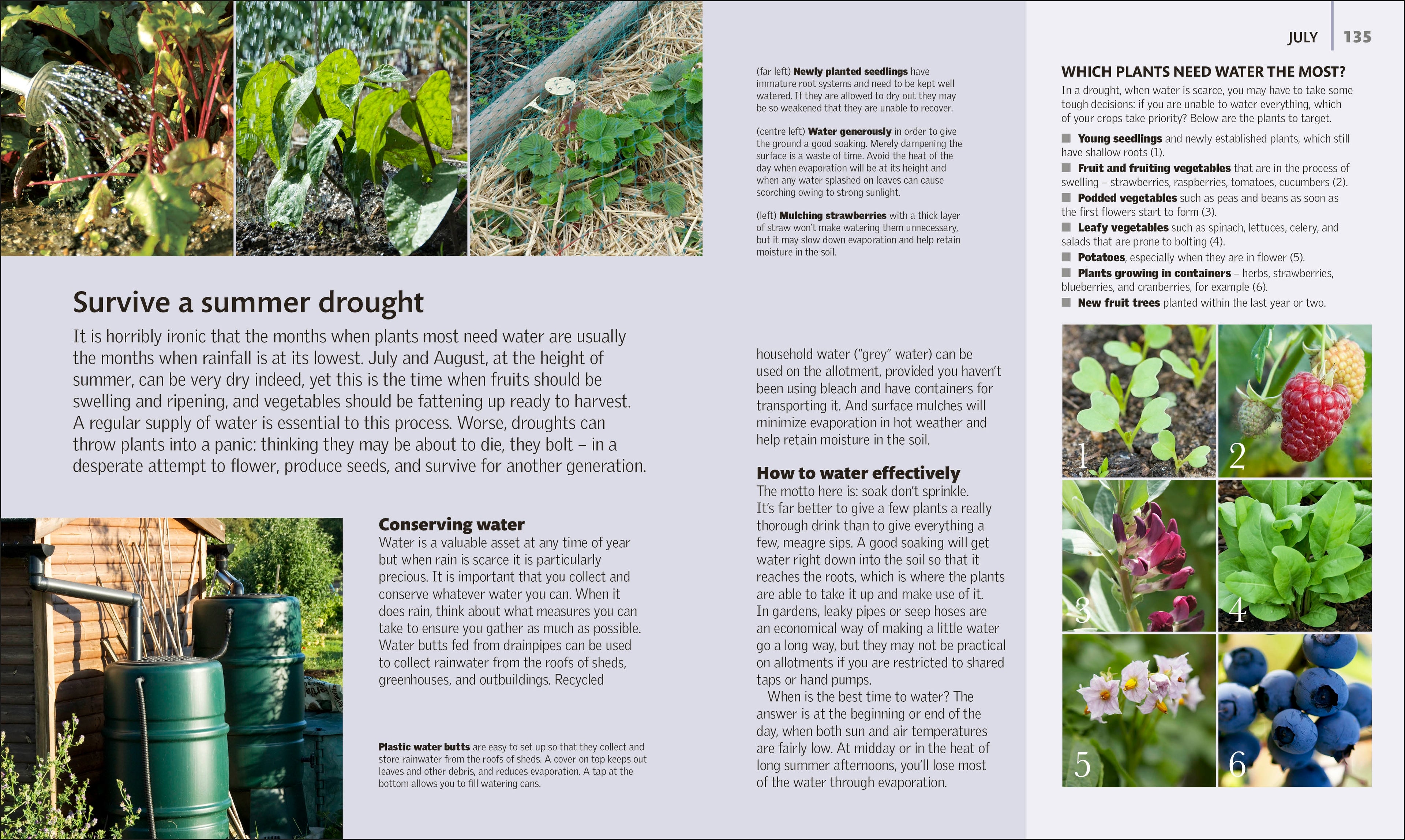 Allotment Month By Month