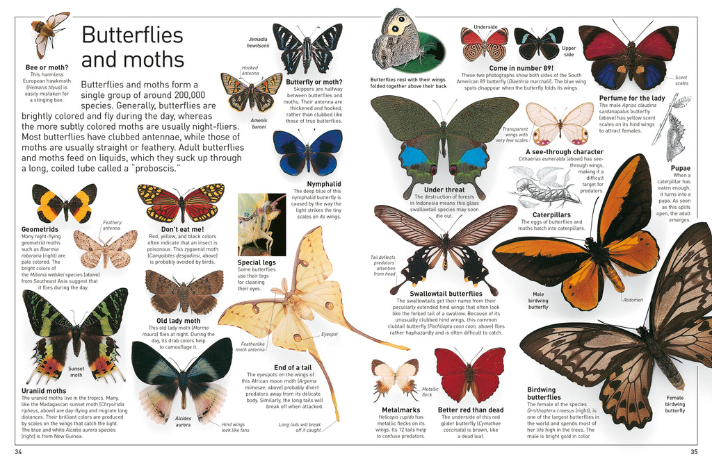 DK Eyewitness Books: Insect