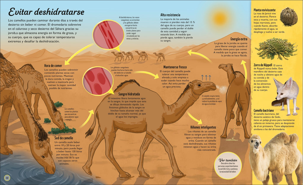 La vida del agua (Water Cycles)-Spread, Image, (PRHC, Design, Do, Not, Use)-73