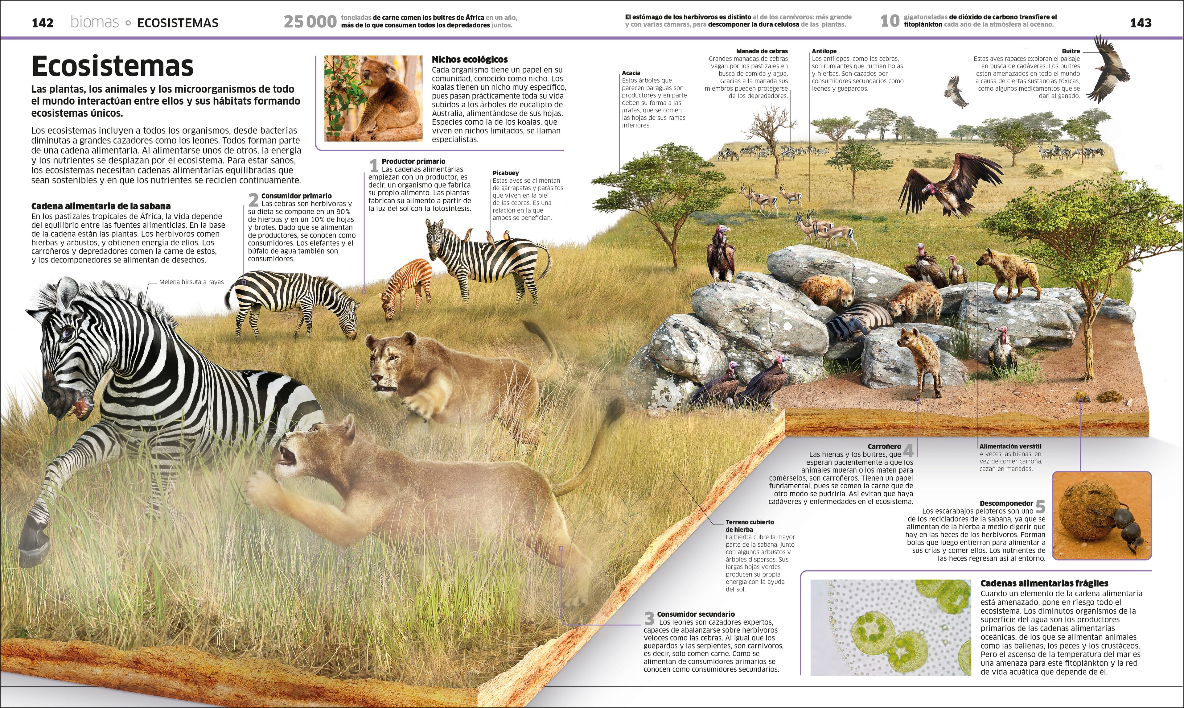 Planeta tierra (Knowledge Encyclopedia Planet Earth!)-image