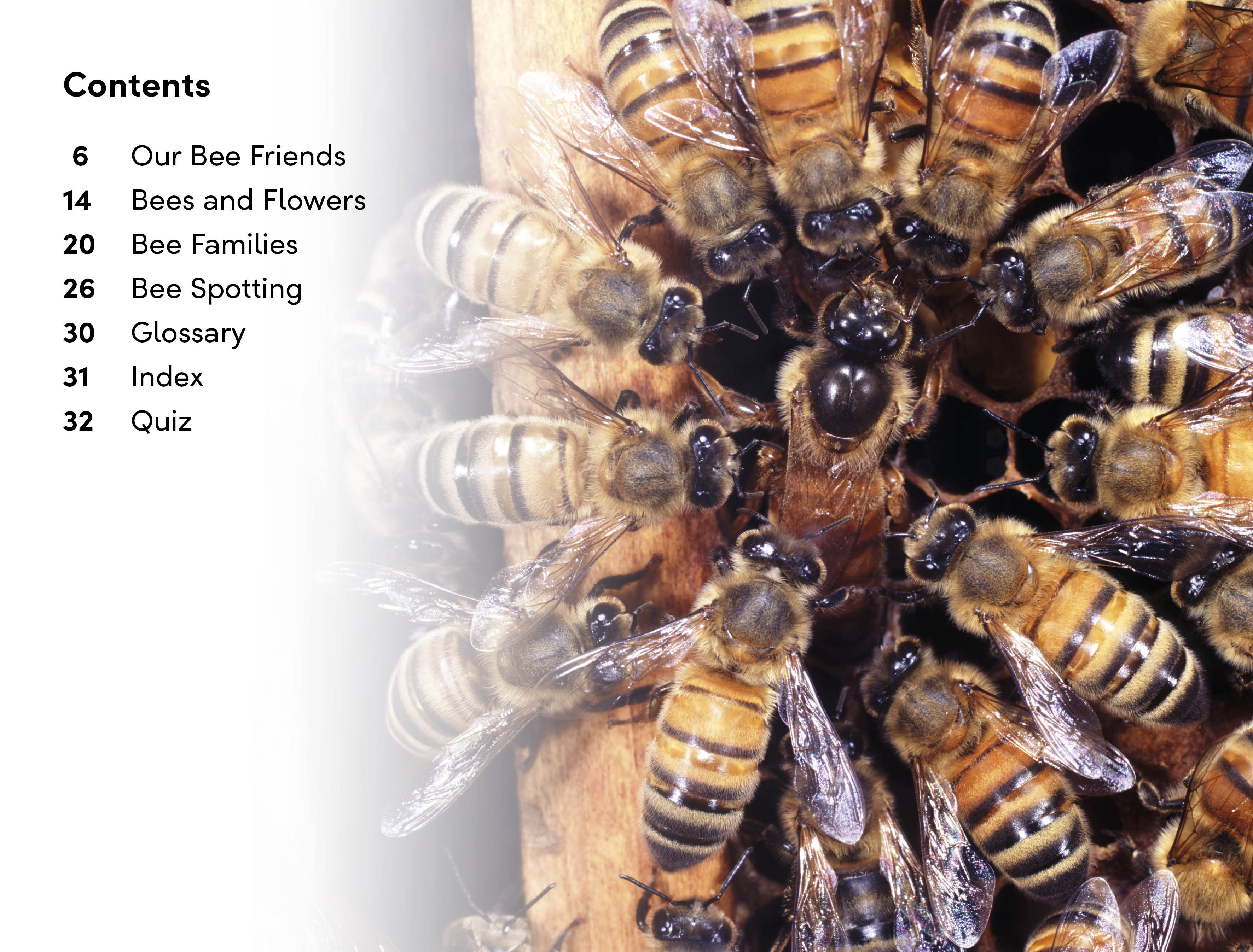 DK Super Readers Level 2 Amazing Bees