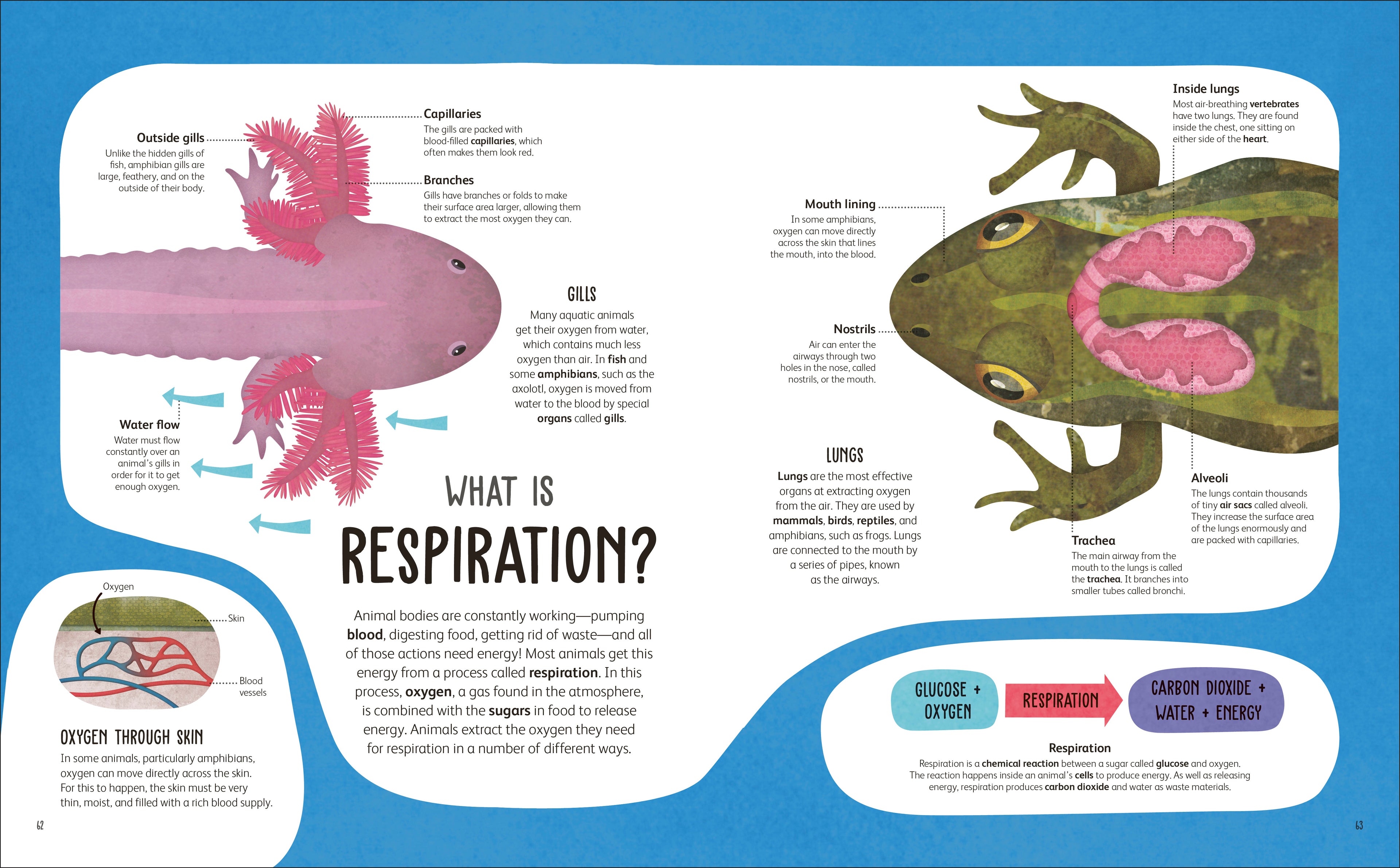 The Animal Body Book-Spread, Image, (PRHC, Design, Do, Not, Use)-20