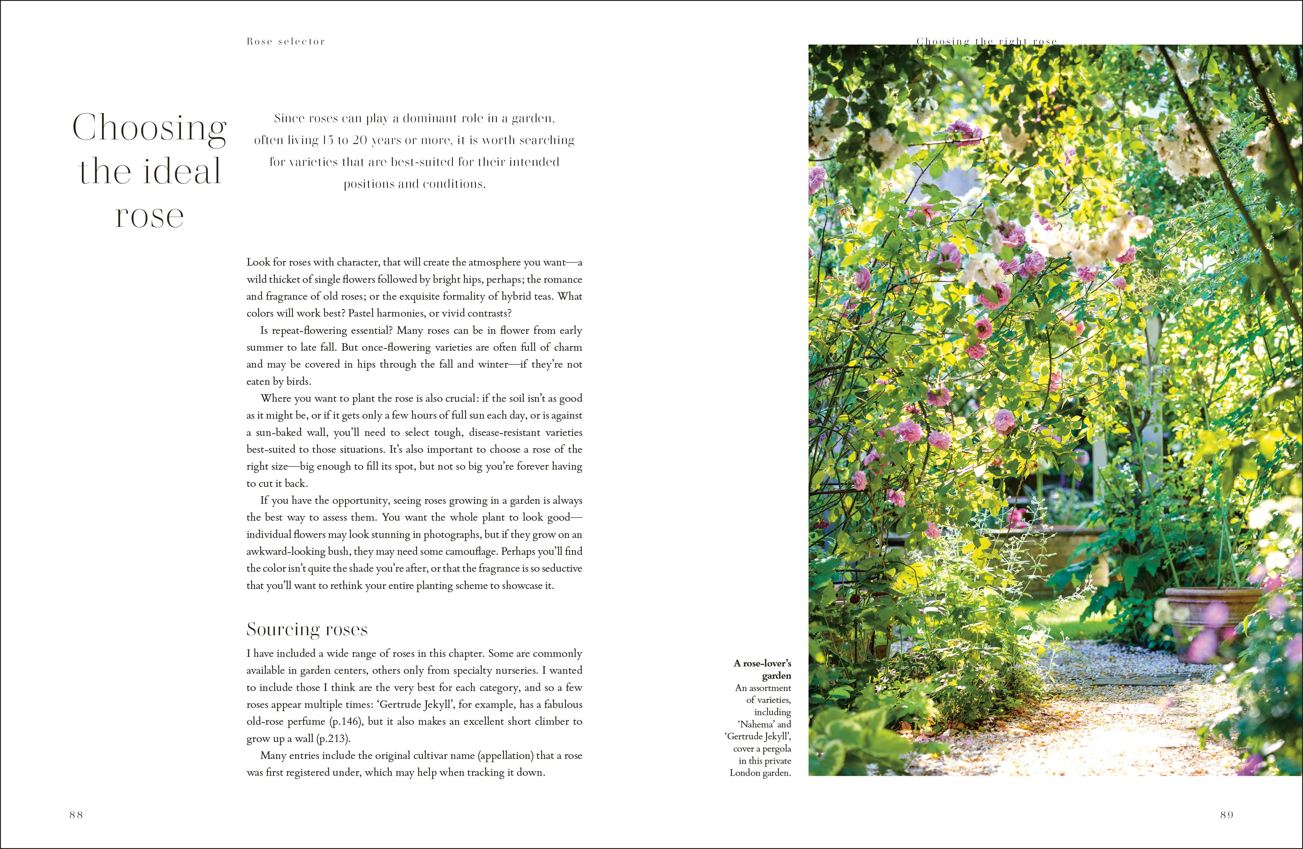 Roses – DK