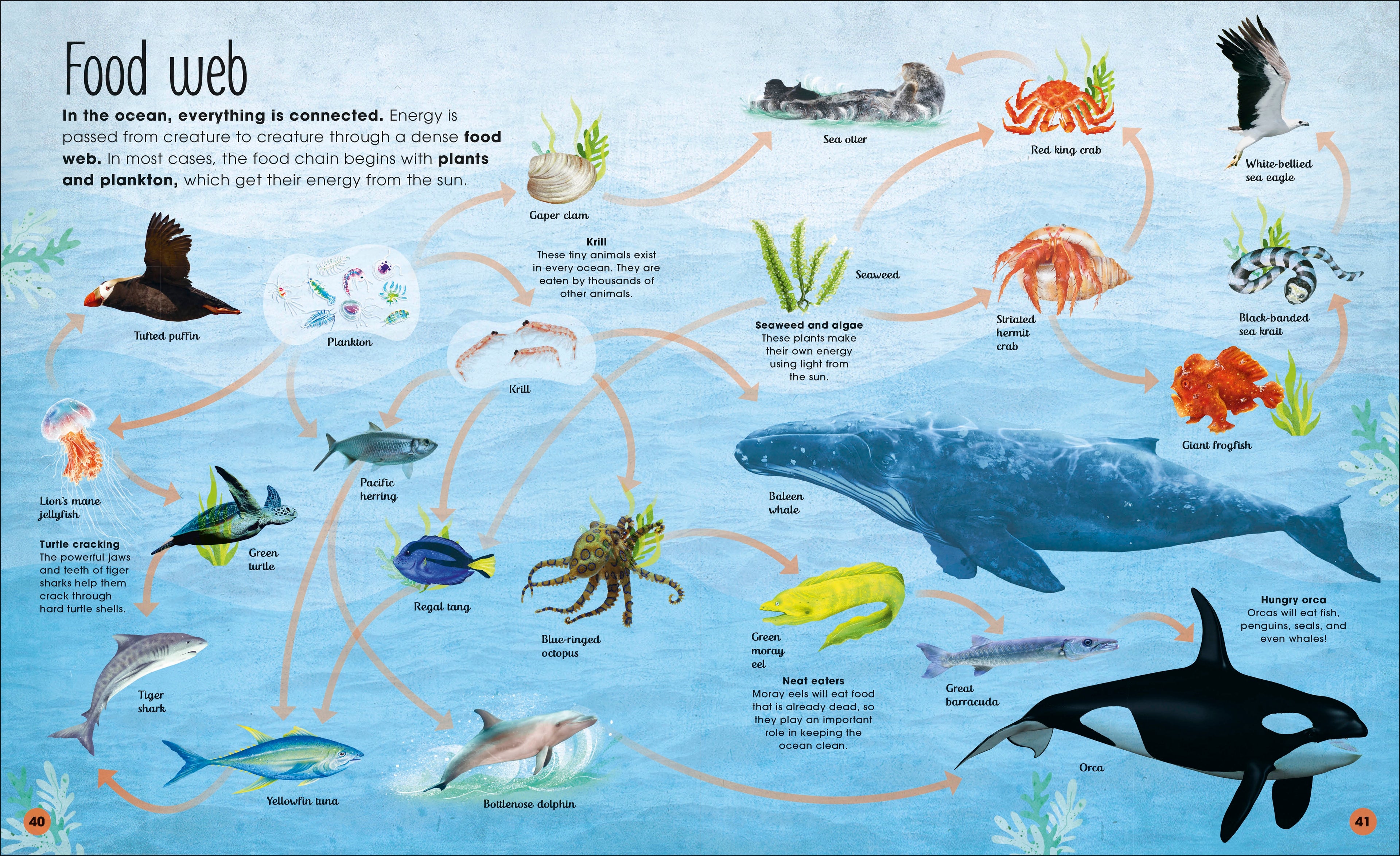 Earth's Incredible Oceans