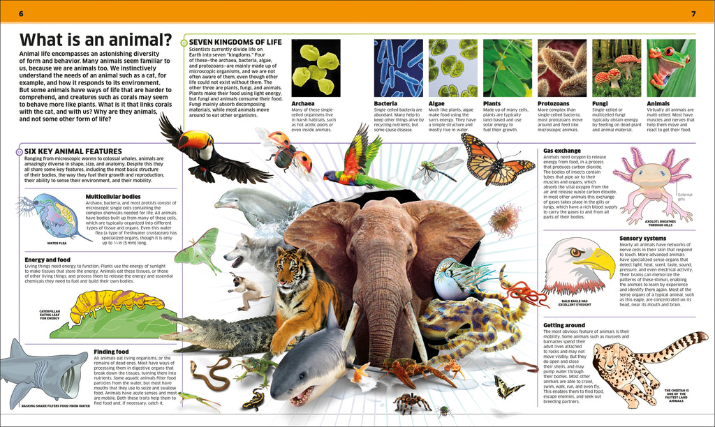 Knowledge Encyclopedia Animal!