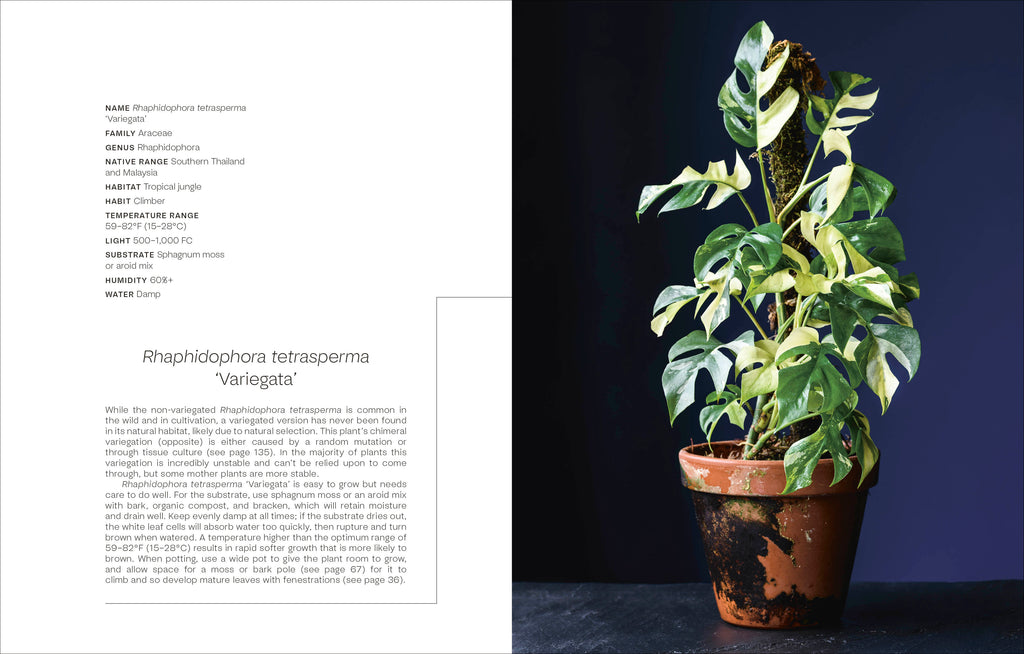 Not Another Jungle-image