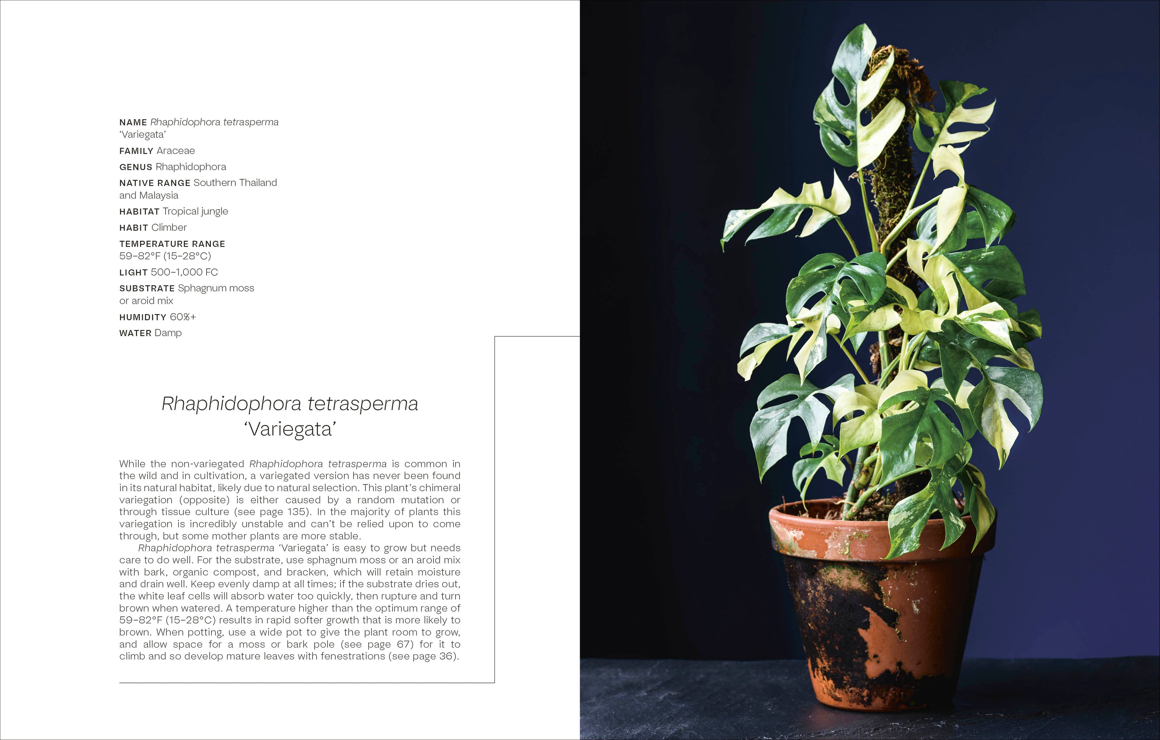 Not Another Jungle-image