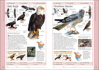 Birds of Eastern Canada 2nd Edition