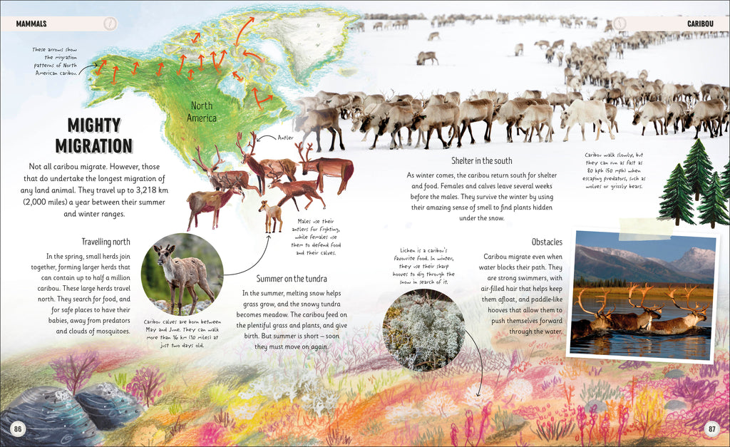 Amazing Animal Journeys