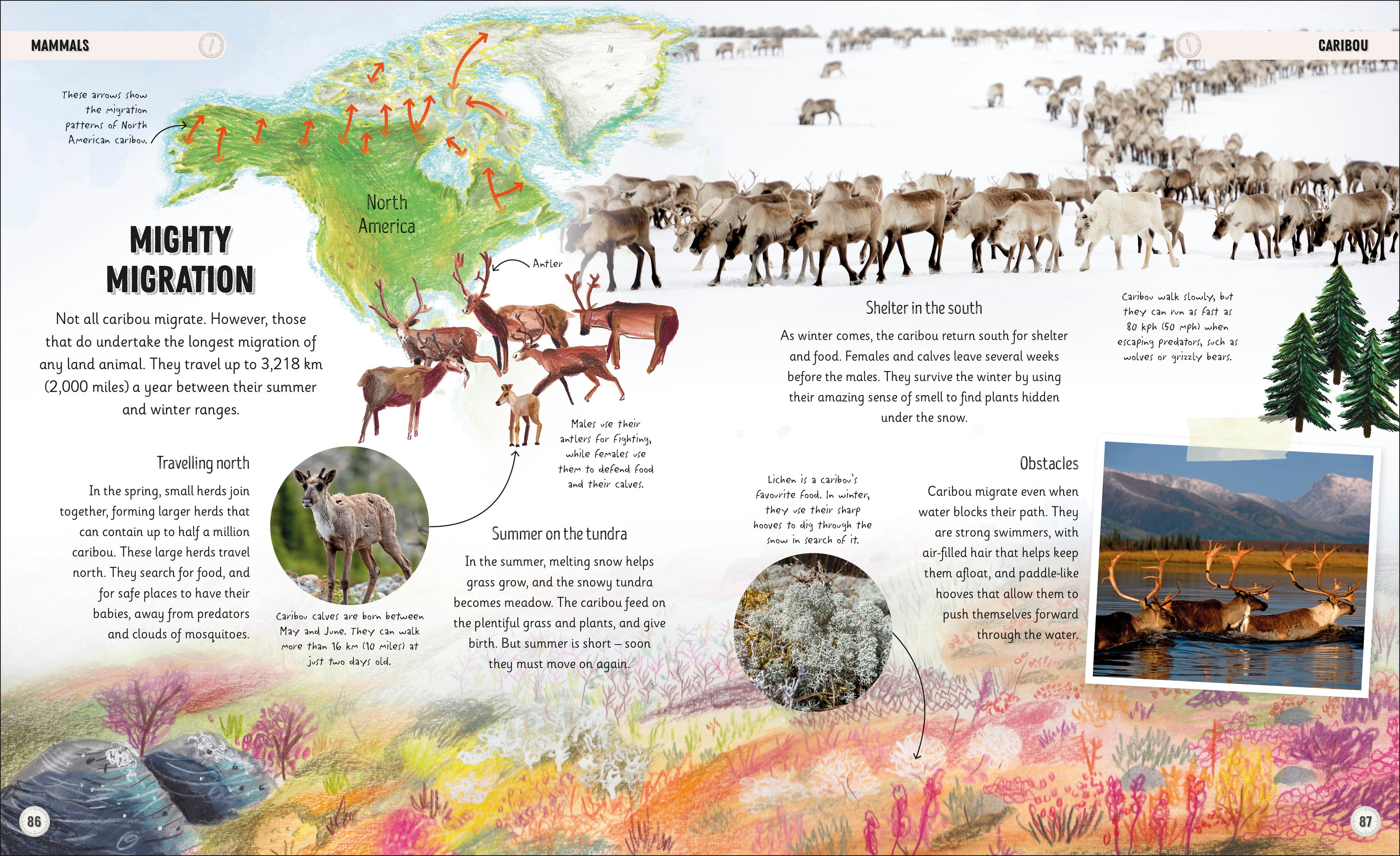 Amazing Animal Journeys