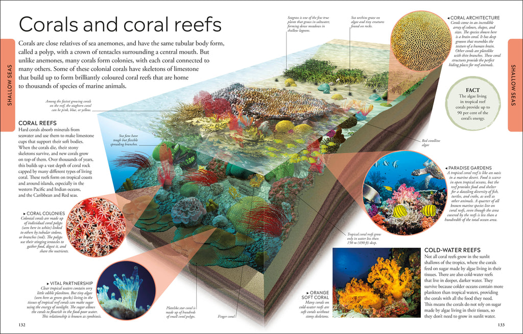 Ocean A Children's Encyclopedia: New Edition