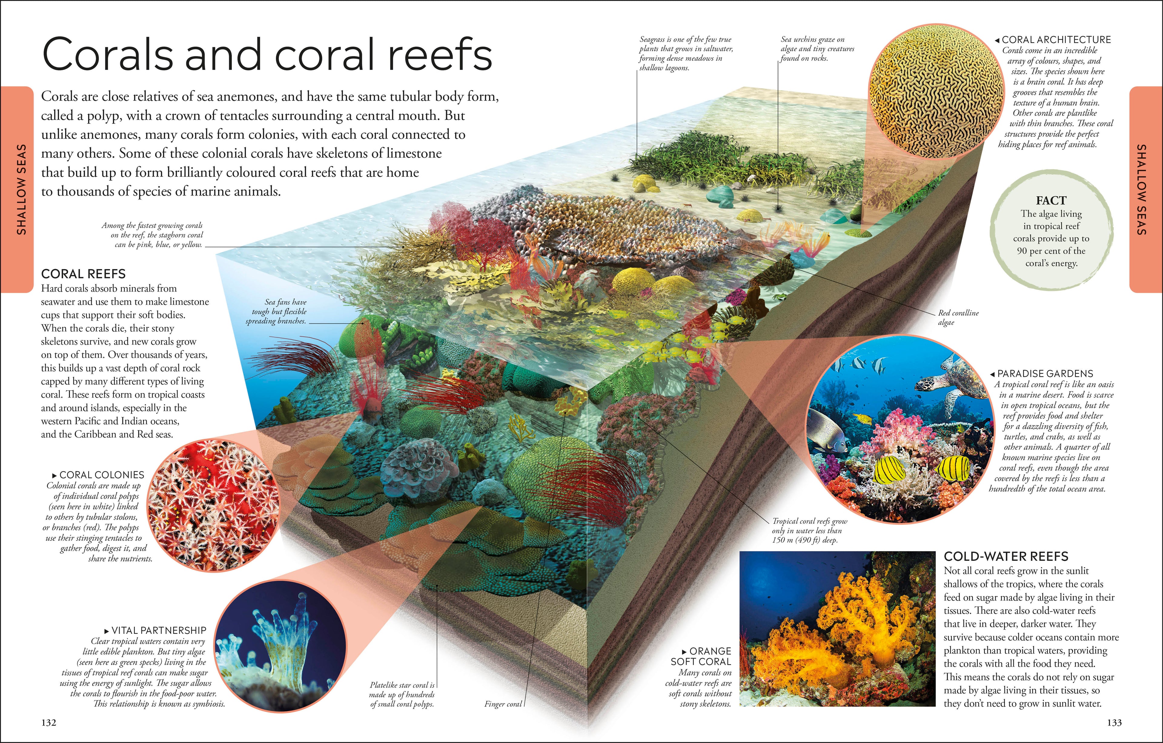 Ocean A Children's Encyclopedia: New Edition