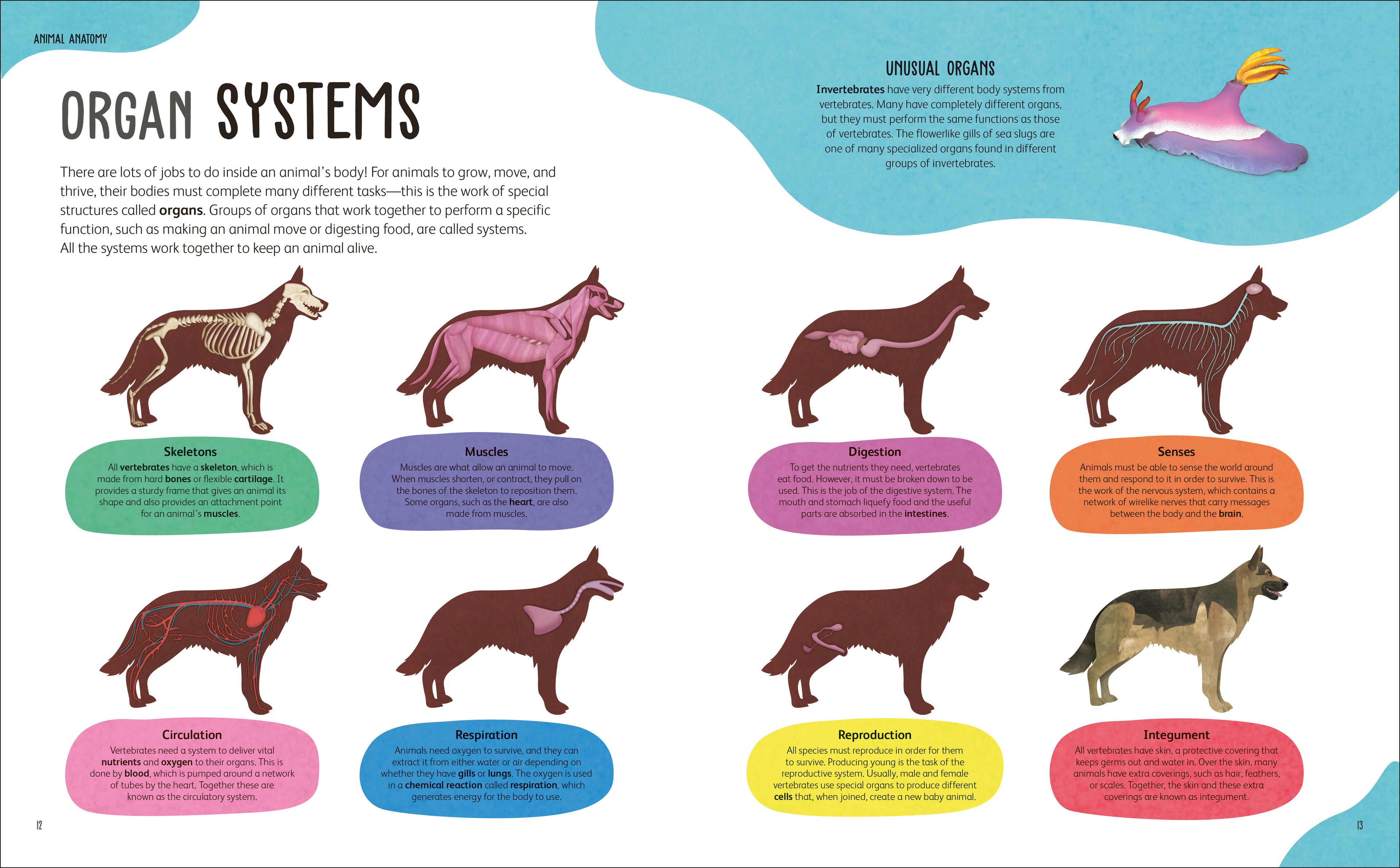 The Animal Body Book-Spread, Image, (PRHC, Design, Do, Not, Use)-17