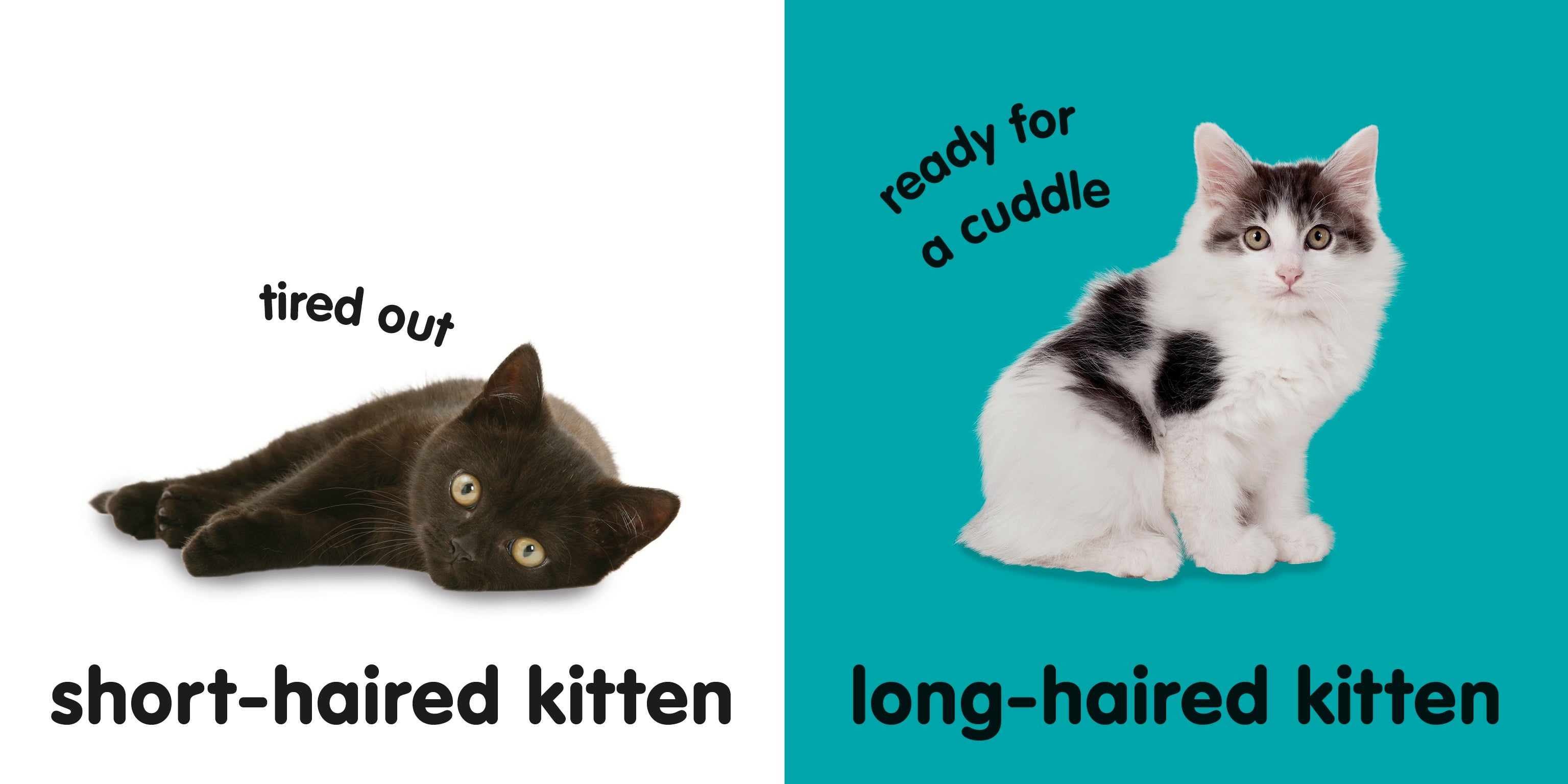 Baby Touch and Feel Kittens