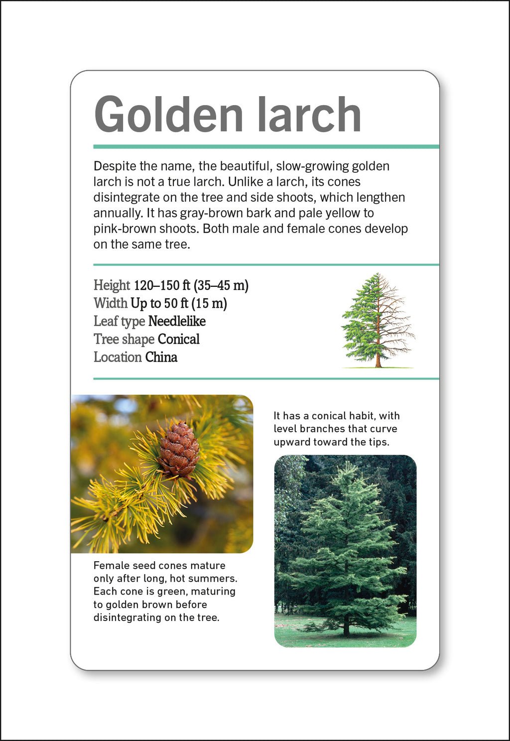 Our World in Pictures Trees of the World Flash Cards-Spread, Image, (PRHC, Design, Do, Not, Use)-4